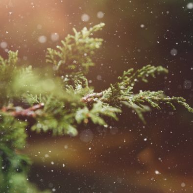 advent-blur-branch-237180
